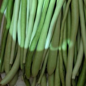 20lb Cucuzza Squash